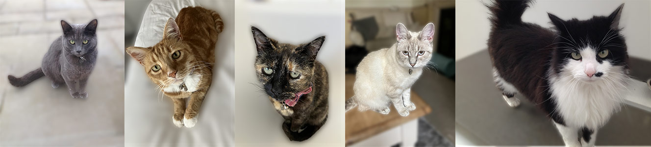 some of my cats that I visit